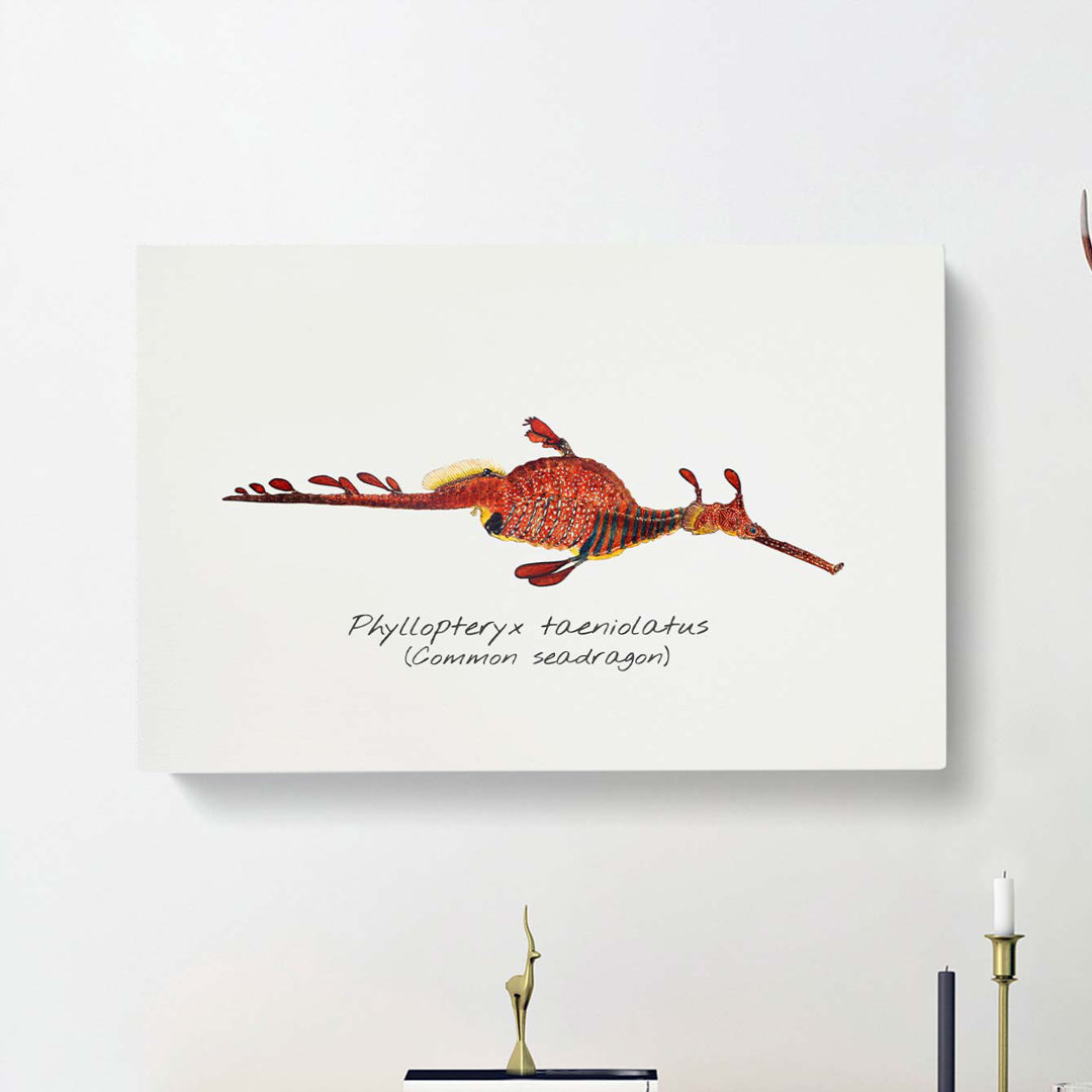 Illustration of a Common Seadragon by F.E. Clarke - Wrapped Canvas