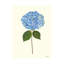 Pressed Hydrangea Set by Sandy Whitaker-259530003-259529996