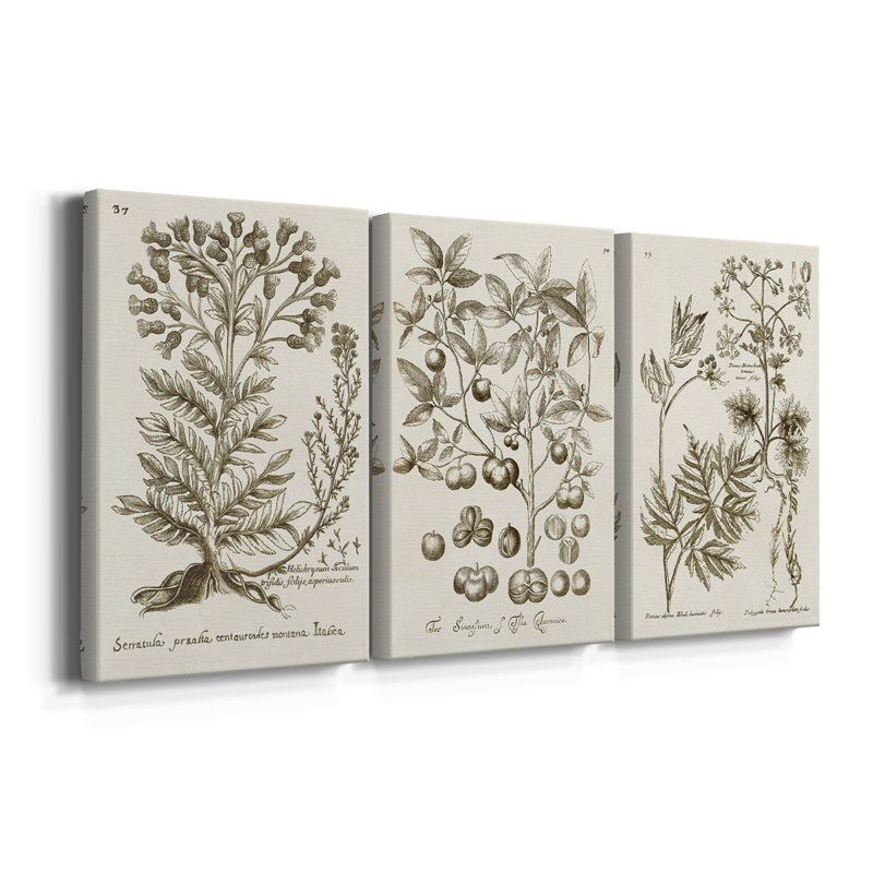 «Sepia Botanical Journal I», toile tendue sur mesure - 3 pièces