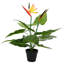 Plant-129932156