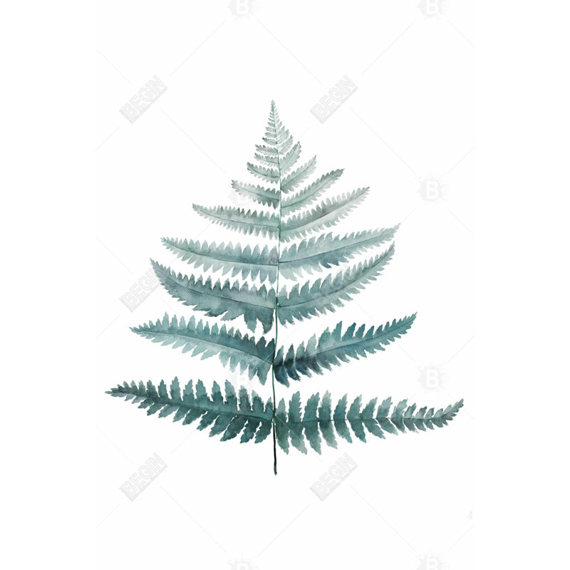 " Fern "