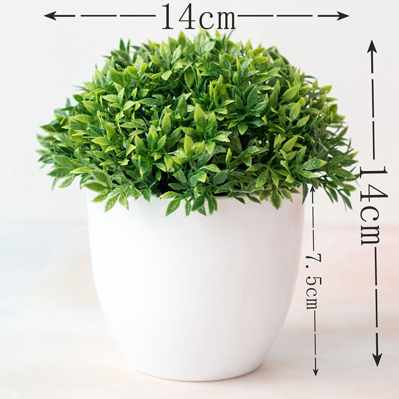 5,5 plante, 1
