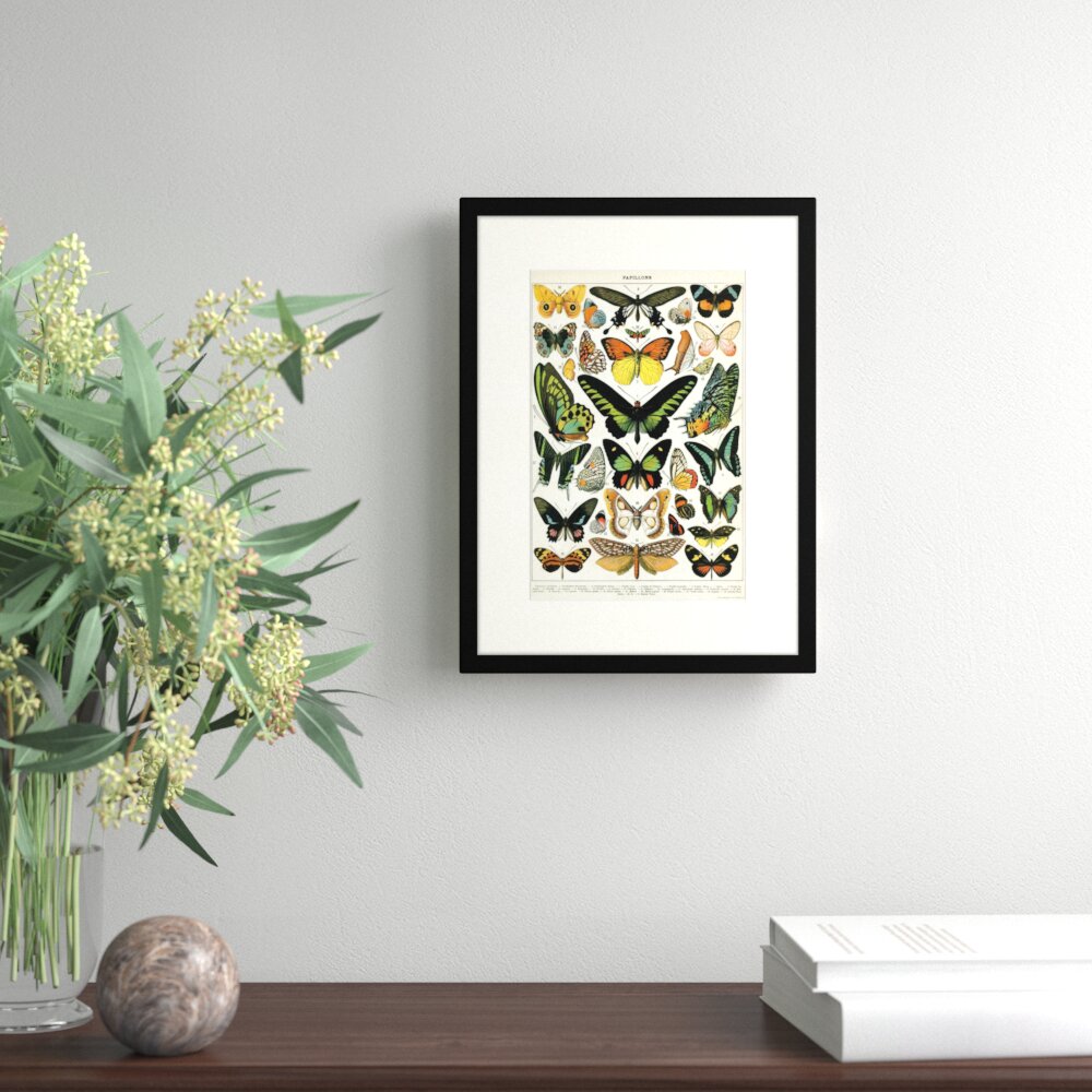 Gerahmter Grafikdruck Vintage Butterfly Illustration 1