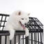 Cage pour chien de 55 po avec cage pour chien de 55 po