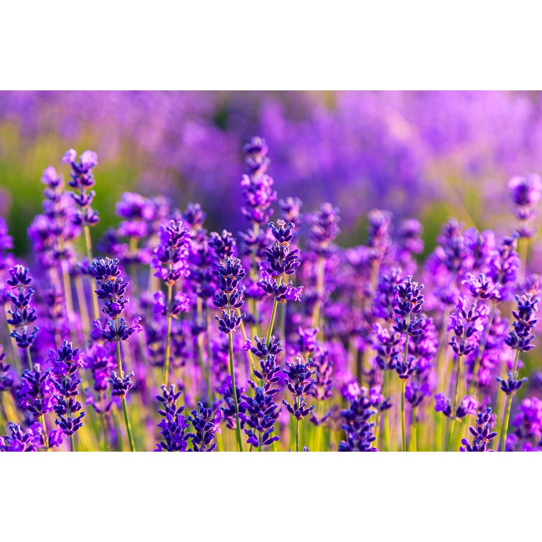 Leinwandbild Violet Lavender Field