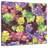 Yarlin Grapes-109378148