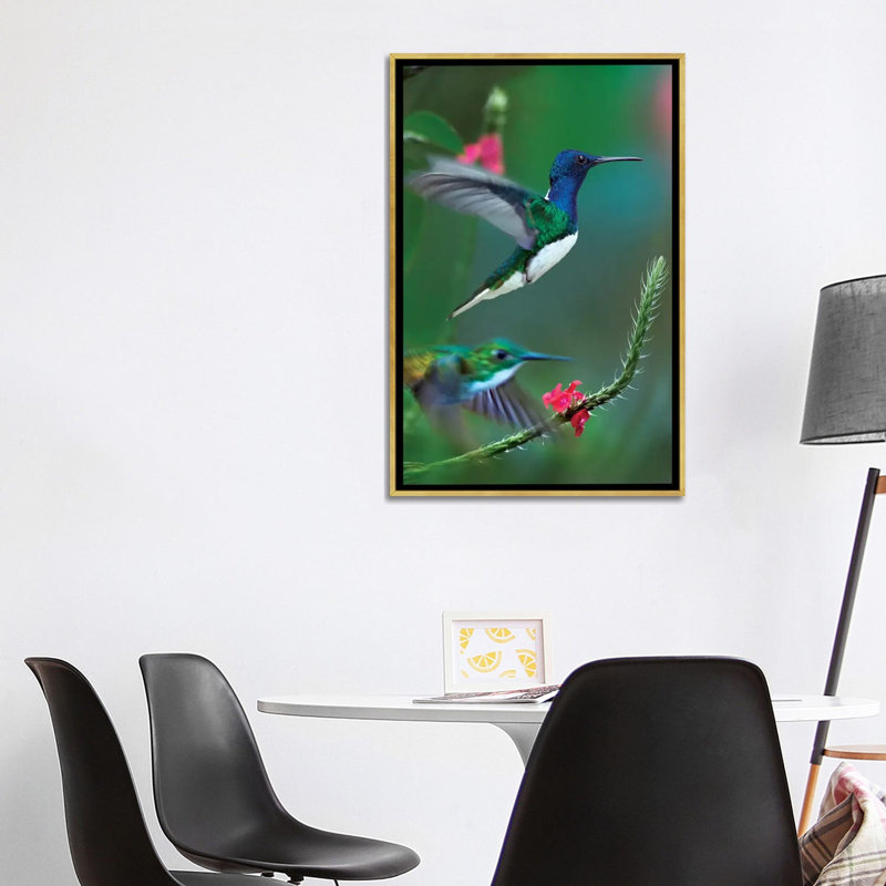 Jacobin à cou blanc et saphir à queue dorée par Tim Fitzharris - reproduction de photo, H 40 po x l 26 po x P 1,5 po