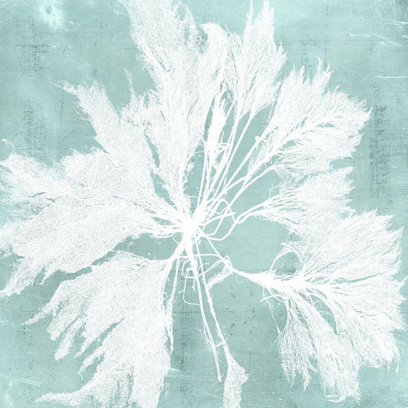 Art sur toile tendue Dovecove Vision Studio Gallery: Seaweed on Aqua VI, H 36 po x l 36 po