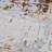 Travon Rug-766310191
