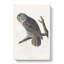 Great Cinereous Owl by John Audubon - Wrapped Canvas-55316049