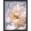 «Pastel White Carnation Flower Wall Art Floral Botanical Prints Decor For Living Room, encadré sur papier»-93487592-93487590