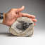 Trilobite psychopathe sur une matrice marocaine (1,2 grammes)