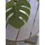 Mozambique Teak Side Table