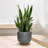 Crompond Handmade Pot Planter-27443076-27443074