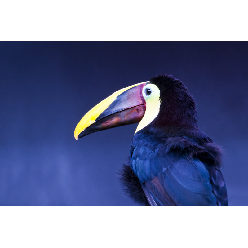 Tocard Toucan by Legna69 - Wrapped Canvas Print, 81cm H x 122cm W x 3.8cm D