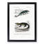 Chameleon Illustrations PL. 4 by Charles D' Orbigny - Picture Frame Painting Print-55536302-55536301