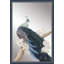 Tale Of The Peacock II Mirror-1791965364