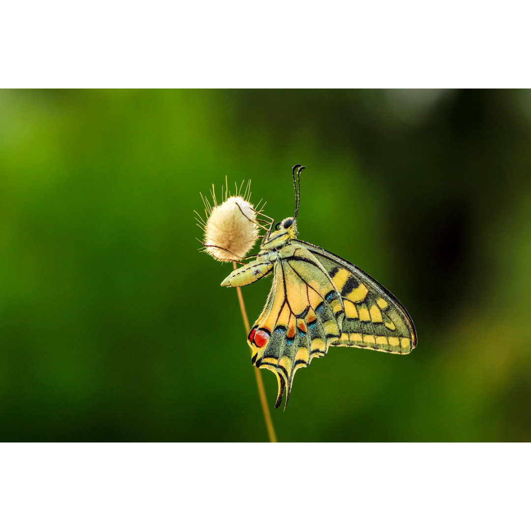 Schöner Schmetterling von Gece33 - Drucken