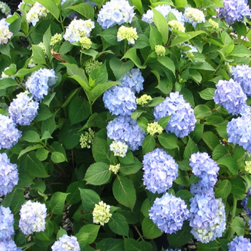 OnlinePlantCenter Live Shrub Plant in Nursery Pot
