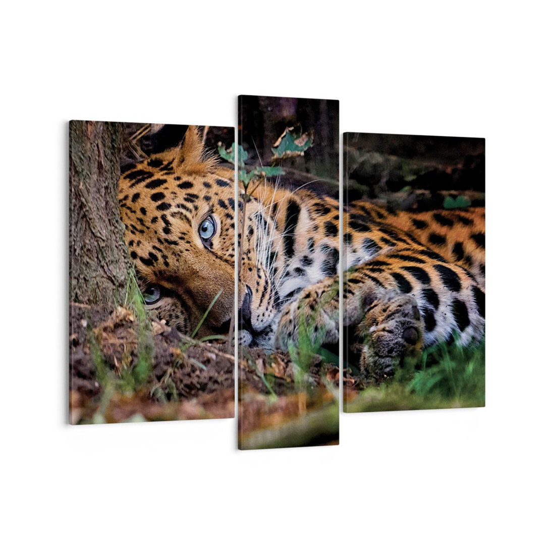 3-tlg. Leinwandbilder-Set Leopard Portrait Jaguar