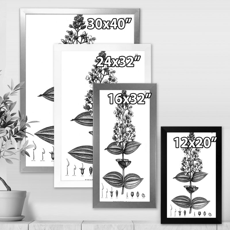 «Vintage American Flora VI», reproduction d'art sur toile, H 40 po x l 30 po x 1,5 po, Cadre doré