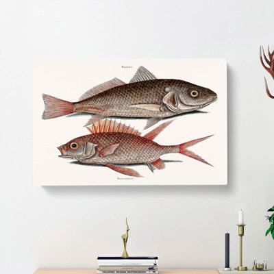 Croaker Fish & Squirrelfish by Mark Catesby - Wrapped Canvas Painting