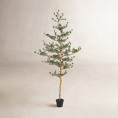 Adcock Olive Tree in Pot
