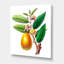 Rétro fruits I - reproduction sur toile tendue-59651164