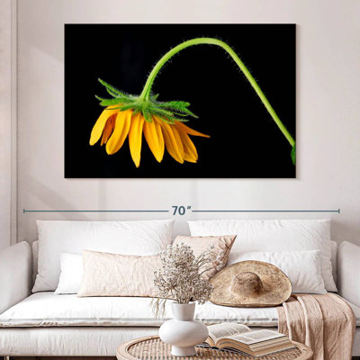 Tournesol Harnek