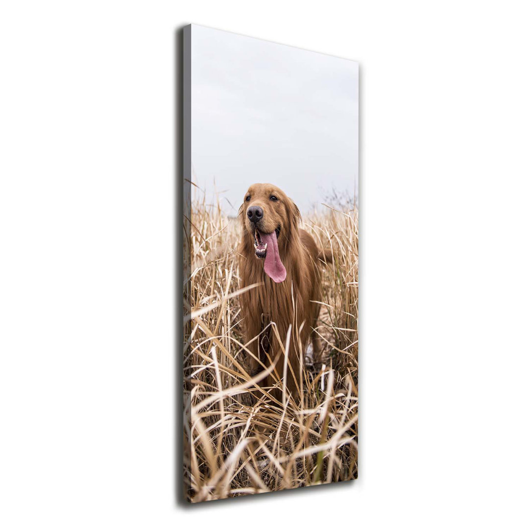 Golden Retriever - Kunstdrucke auf Leinwand - Wrapped Canvas