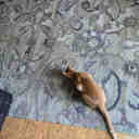 Langley Street® Lineberger Floral Handmade Tufted Sage Green/Beige Area ...