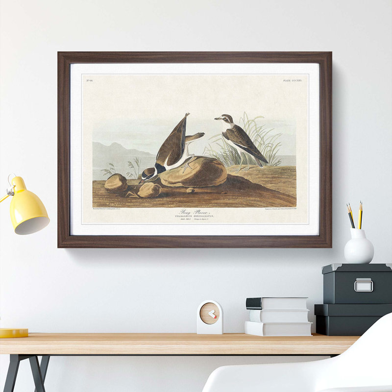 Ring Plover Birds by John Audubon - Picture Frame Painting Print, Walnut Framed, 36cm H x 48cm W x 2cm D