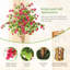 Plant-547964286