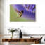 Nectar Brampt sirotant un colibri-107719413