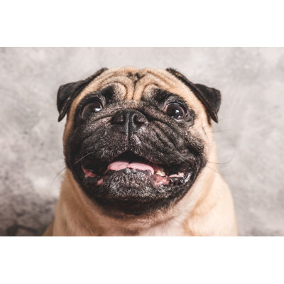 " Cute Pug Dog " by Trumzz