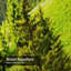 Rideau de douche Mountain Hill-175953032
