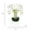 Arrangement floral orchidée phalaenopsis en pot