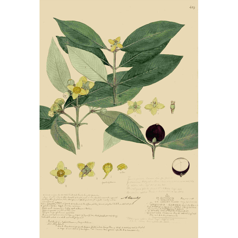 Descubes feuillage et fruits II, H 18 po x l 12 po