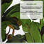 Green Banana Leaf Tropical Wallpaper