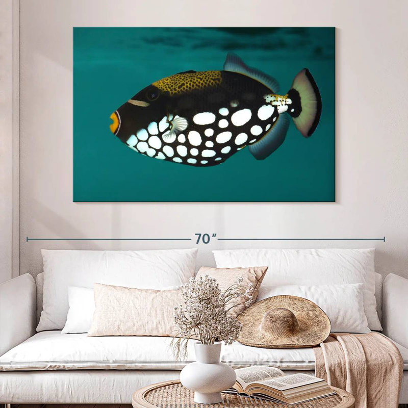 Clown Triggerfish Pet, H 34 po x l 51 po