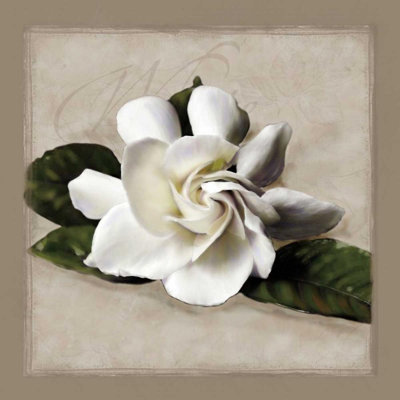 «Red Barrel Studio® Pahl, Janel», reproduction d'art sur toile tendue: Botanical Gardenia PLP145