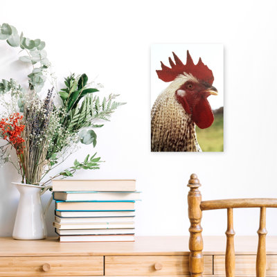 1960S Domestic Brahma Breed Chicken Gallus Gallus Domesticus Rooster Profile View Of Head Showing Earlobes Wattles And Comb Classic Retro Vintage B...