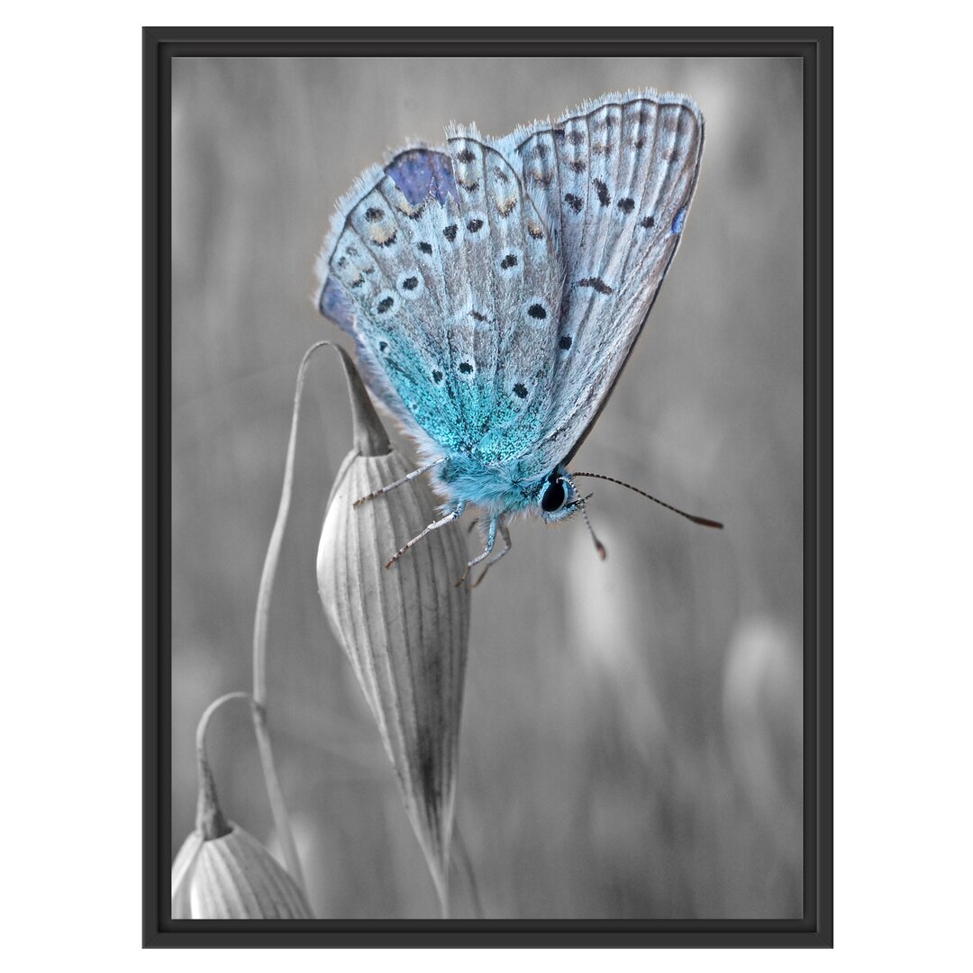 Gerahmtes Wandbild wunderschöner blauer Schmetterling