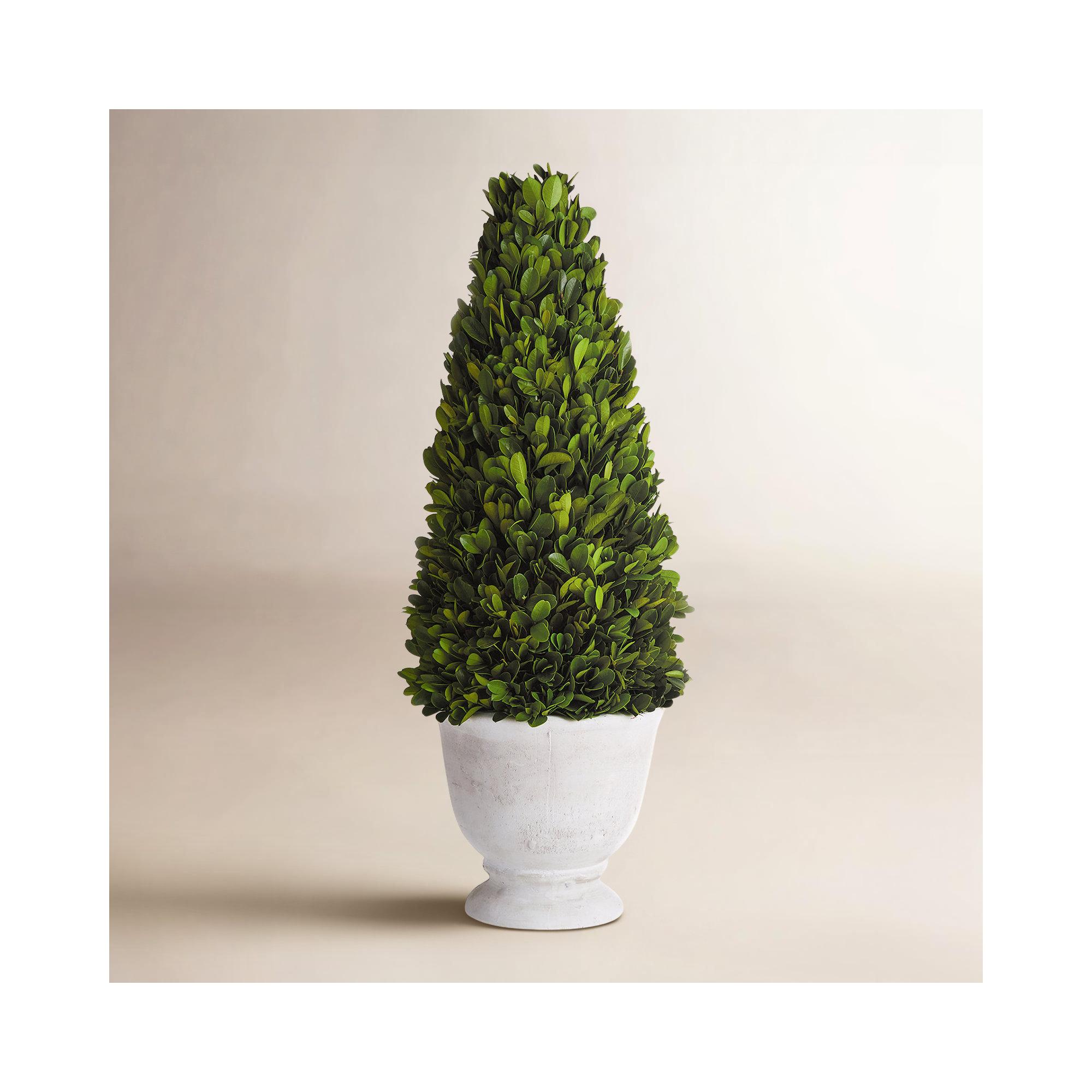 20'' Boxwood Topiary in Ceramic Pot