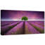 « lavande field coucher de soleil avec simple tree », reproduction de photo sur toile tendue-19412260-33309492