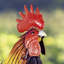 Statue de coq Auris
