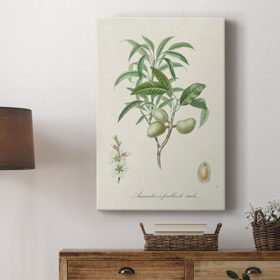 Amande antique botanique II - galerie Cavas sur mesure