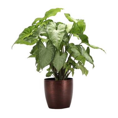 Live White Butterfly Plant in Classic Pot