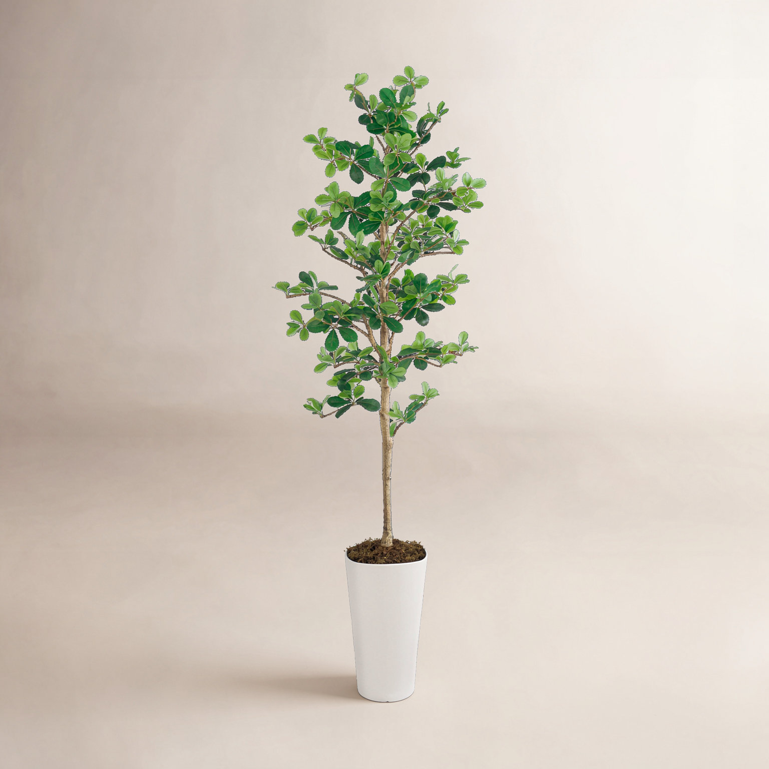 74" Eucalyptus Plant in Pot