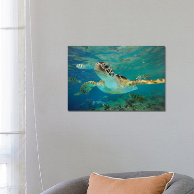 Green Sea Turtle, Balicasag Island, Philippines Ii 1 Piece Wrapped Canvas Wall Art